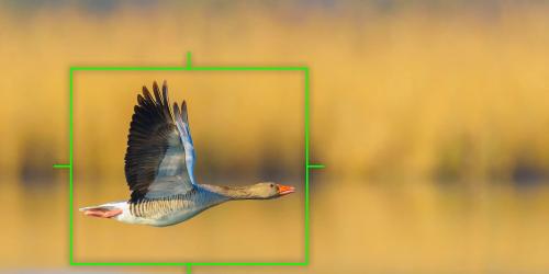 Bird Detection for Intelligent Subject Detection + RAW Video Data Output